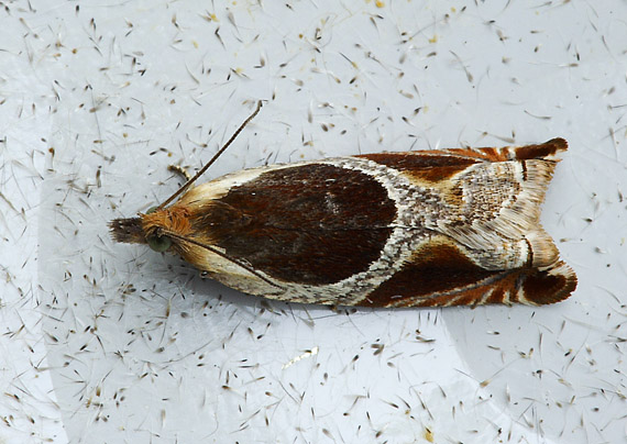 obaľovač černicový Ancylis unculana