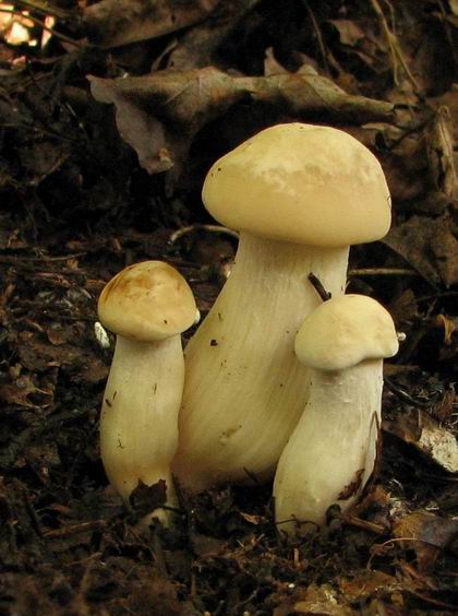 čírovnica májová Calocybe gambosa (Fr.) Donk