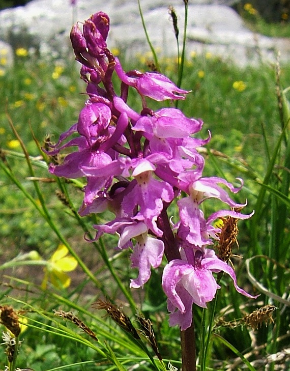 vstavač mužský znamenaný Orchis mascula subsp. signifera (Vest) Soó