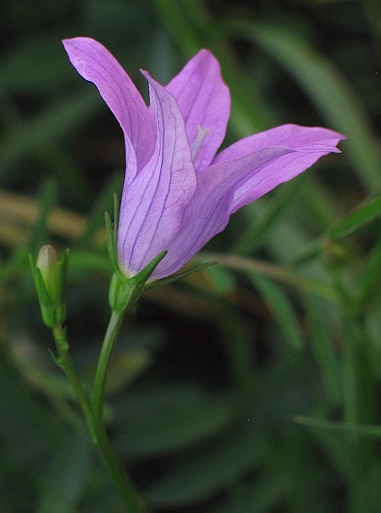 zvonček konáristý Campanula patula L.