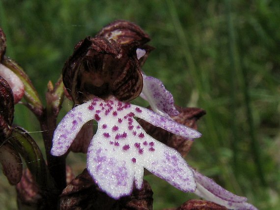 vstavač nachový Orchis purpurea Huds.
