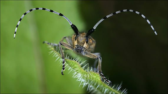 tesárik úzkoštitý Agapanthia villosoviridescens