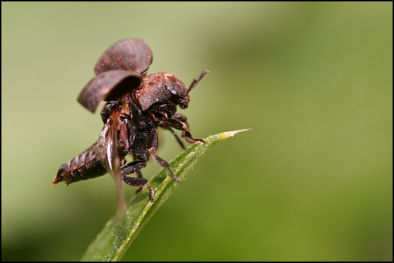 kováčik Corymbites sp. (Elateridae)