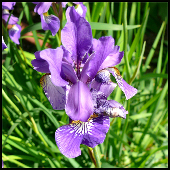 kosatec bradatý Iris x barbata eliator