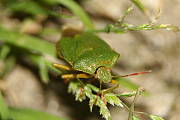 bzdocha - Heteroptera