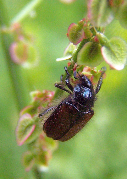 chrústovec záhradný Phyllopertha horticola (Scarabaeidae).