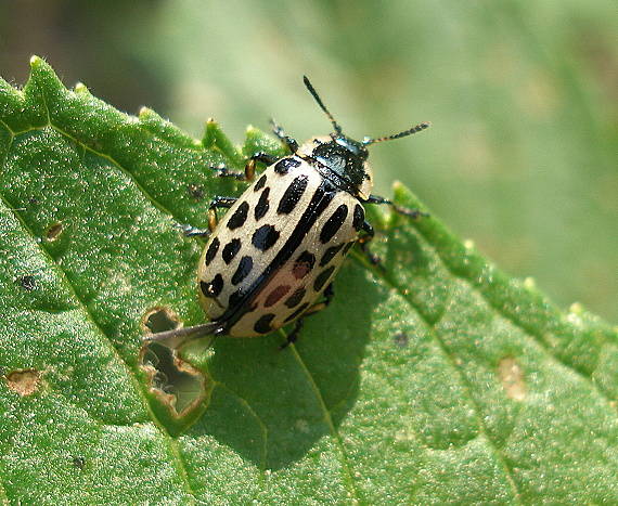 mandelinka Chrysomela vigintipunctata (Chrysomelidae)