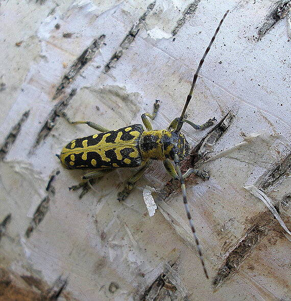 fuzáč Saperda scalaris (Cerambycidae)
