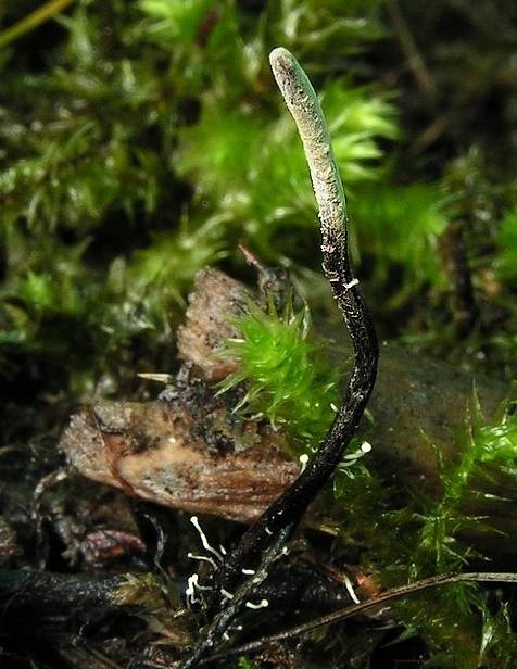 žezlovka bystrušková - Housenice střevlíková Ophiocordyceps entomorrhiza (Dicks.) G.H. Sung, J.M. Sung, Hywel-Jones & Spatafora