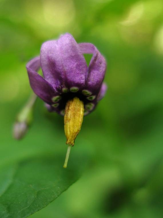 lulok sladkohorký Solanum dulcamara L.