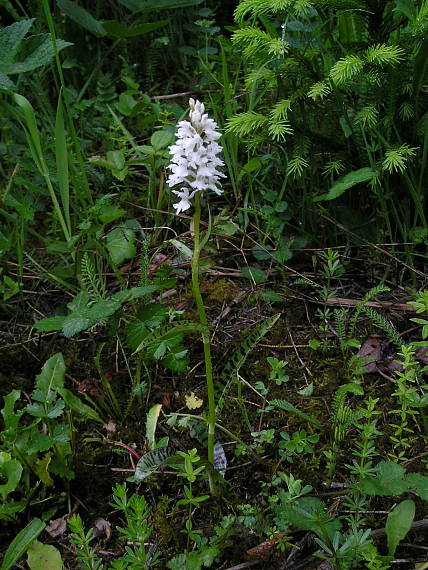 vstavačovec fuchsov soóov Dactylorhiza fuchsii subsp. sooana (Borsos) Borsos