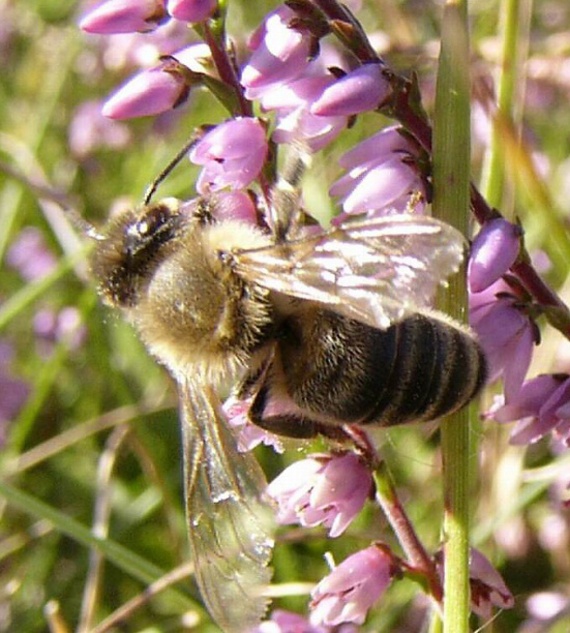 včela medonosná Apis mellifica
