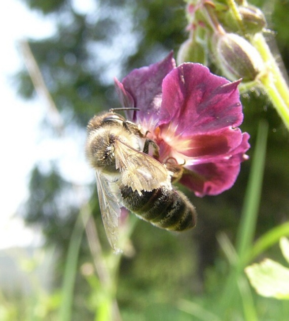 včela medonosná Apis mellifica