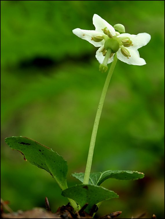 jednokvietok veľkokvetý Moneses uniflora (L.) A. Gray