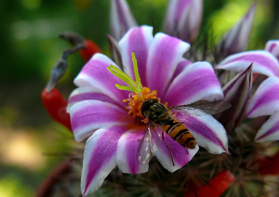 pestrica (Diptera) na Mammillaria blossfeldiana