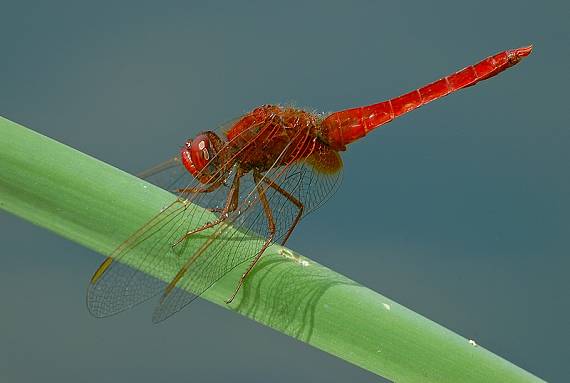 vážka červená Crocothemis erythraea