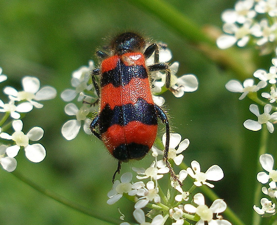 pestroš včelí Trichodes apiarius (Cleridae)
