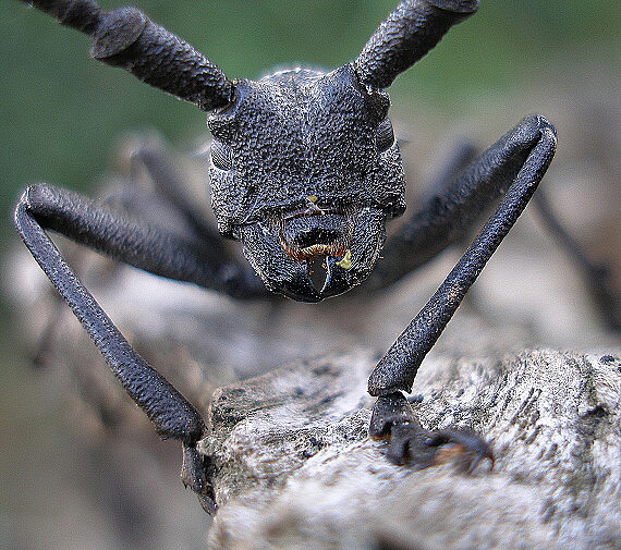 fúzač Morimus asper (Cerambycidae)