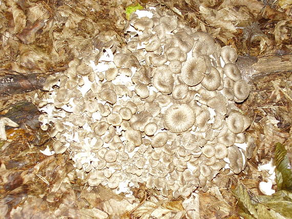 barania hlava - Trúdnik klobúčkatý Polyporus umbellatus (Pers.) Fr.