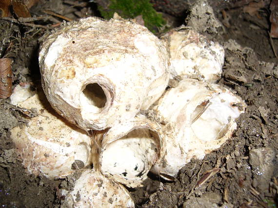 bielohľuzovka obyčajná Choiromyces venosus