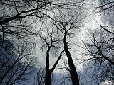 koruny stromov v zime