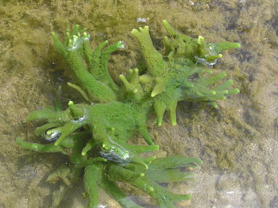 hubka jazerná Spongilla lacustris(Linnaeus,1758)