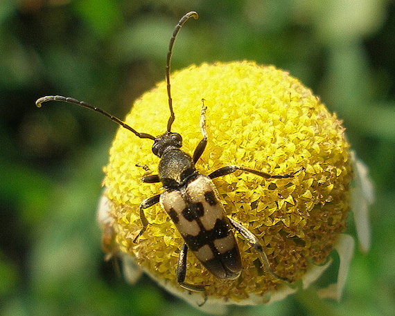fúzač Pachytodes erraticus (Cerambycidae)
