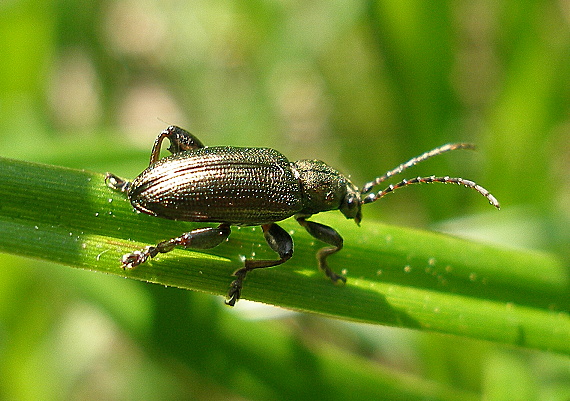 mandelinka Plateumaris consimilis (Chrysomelidae)