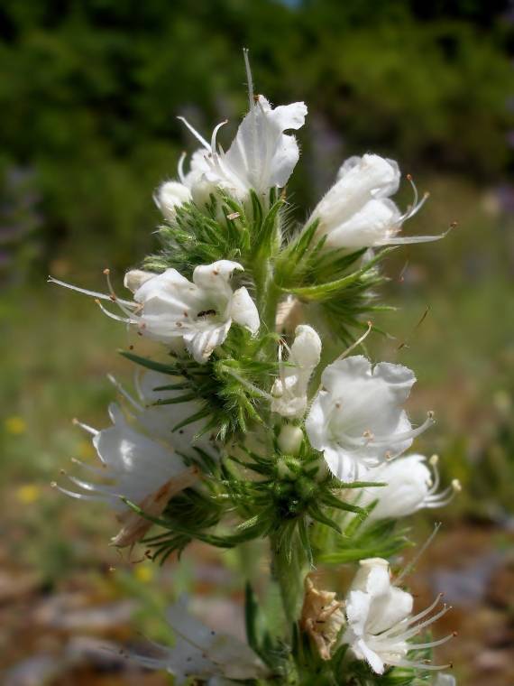 albín - hadinec obyčajný Echium vulgare L.