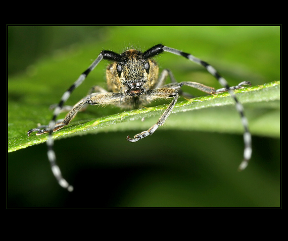 vrzúnik Agapanthia villosoviridescens(Cerambycidae)