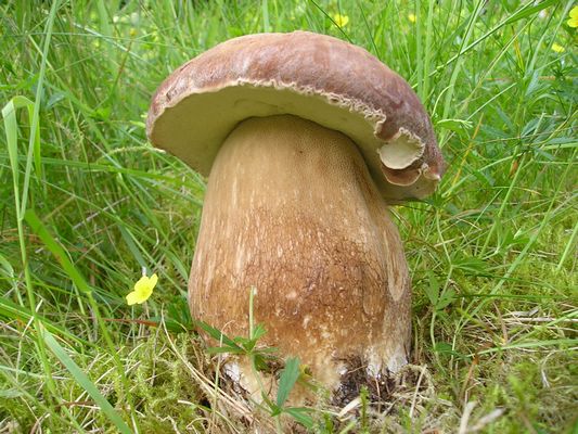 hríb smrekový Boletus edulis Bull.