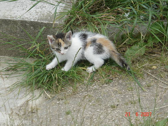 mačka trojfarebná felis 3color