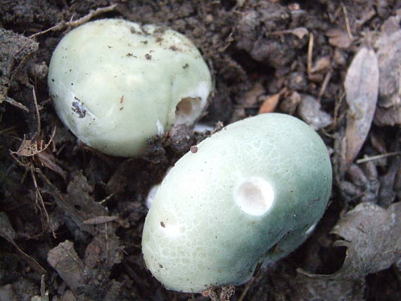 plávka zelenkastá Russula virescens (Schaeff.) Fr.