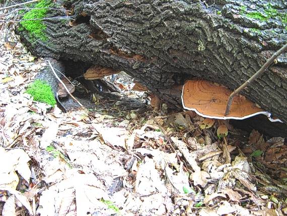 lesklokôrka plochá Ganoderma applanatum (Pers.) Pat.