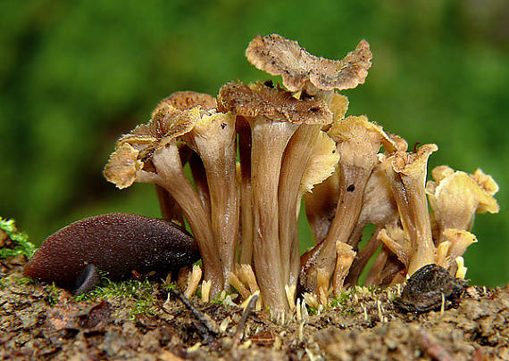 palievik kučeravý Pseudocraterellus undulatus (Pers.) Rauschert