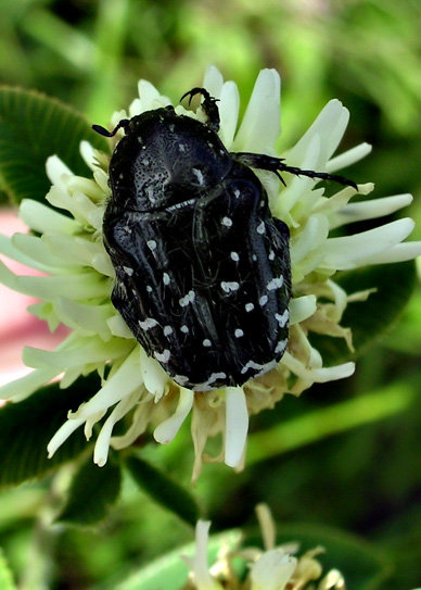 oxythyrea funesta (Scarabaeidae, Cetoniinae)