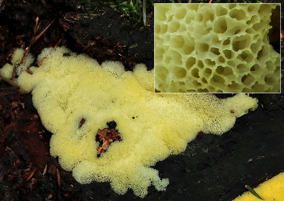 rohačka kríčkovitá Ceratiomyxa fruticulosa var. porioides