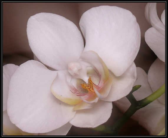 orchides jungle