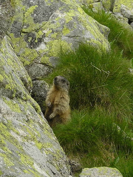 ja ťa vidím ! Marmota marmota subsp. latirostris