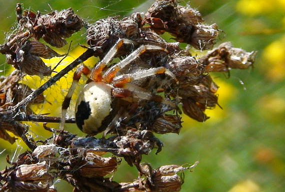 križiak Araneus marmoreus var. pyramidalis