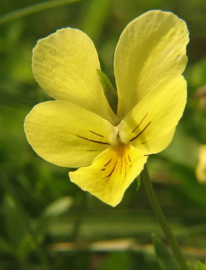 fialka žltá Viola lutea subsp. sudetica (Willd.) Nyman
