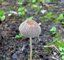 hnojník / Coprinus sp.