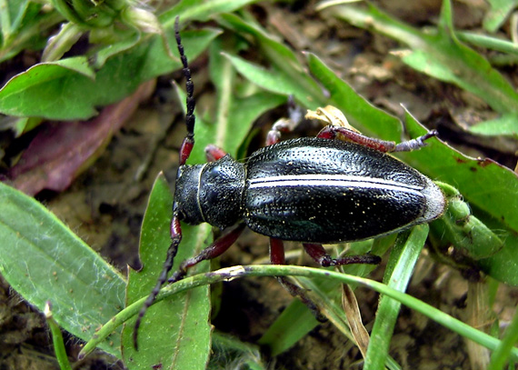 vrzúnik Dorcadion pedestre (Cerambycidae)- samica.
