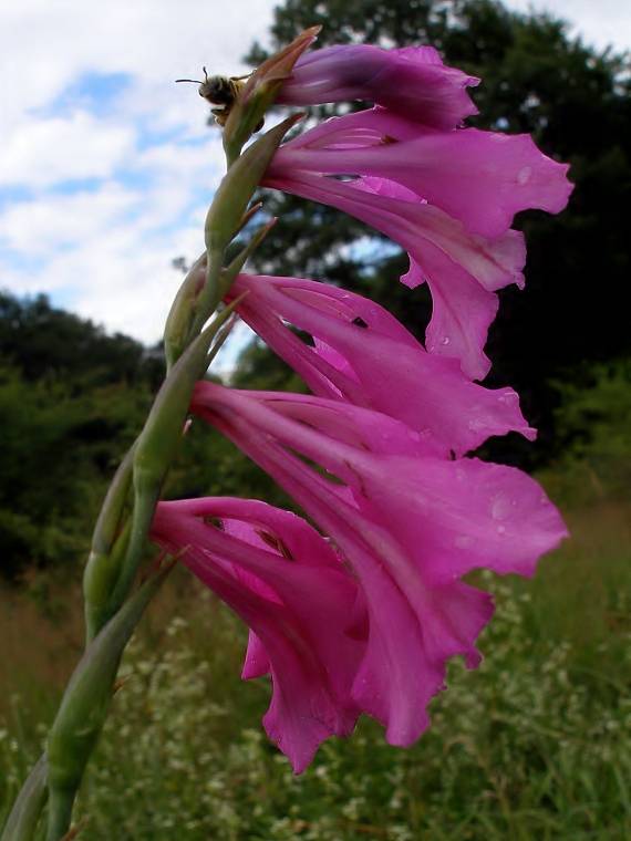 mečík strechovitý Gladiolus imbricatus L.