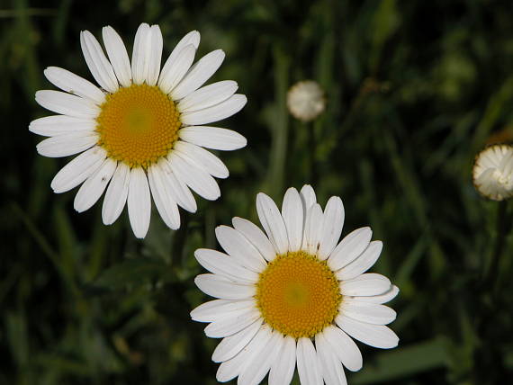 margarétka