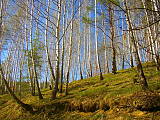 lesík pre Janka - Johnyho