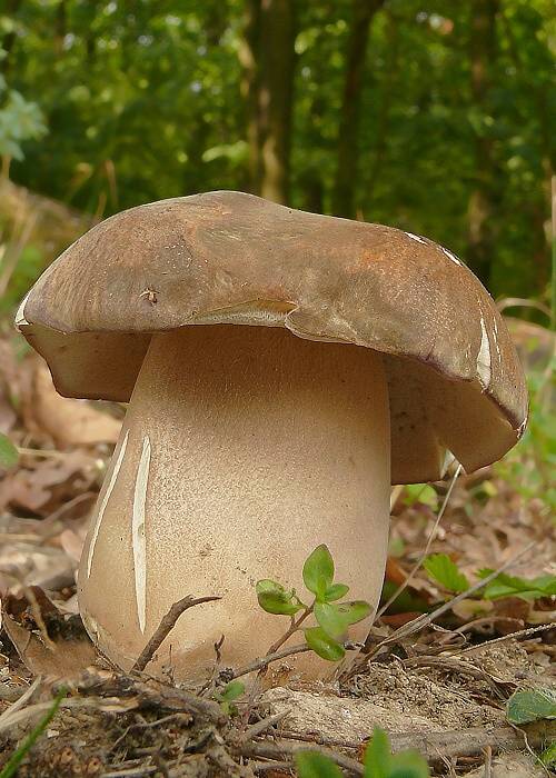 hríb bronzový Boletus aereus Bull. ex Fr.