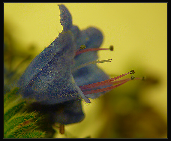 hadinec obyčajný Echium vulgare L.