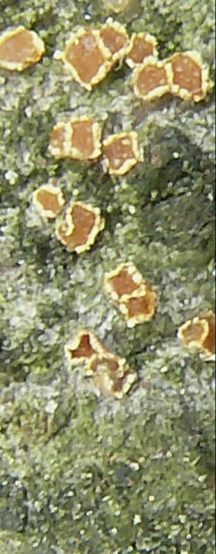 vyklanutka Pezicula ocellata (Pers.) Seaver