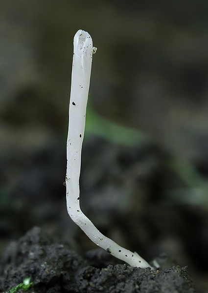 kyjačik Clavaria sp.